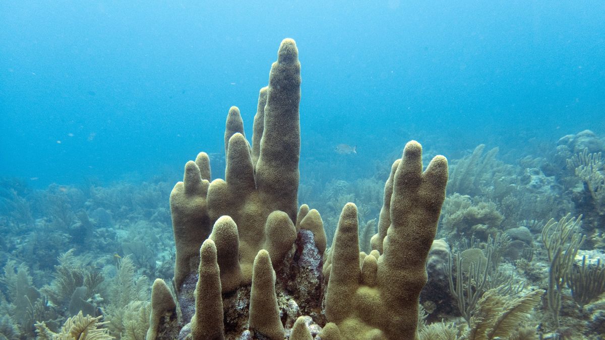 Just for Me: Coral Researcher