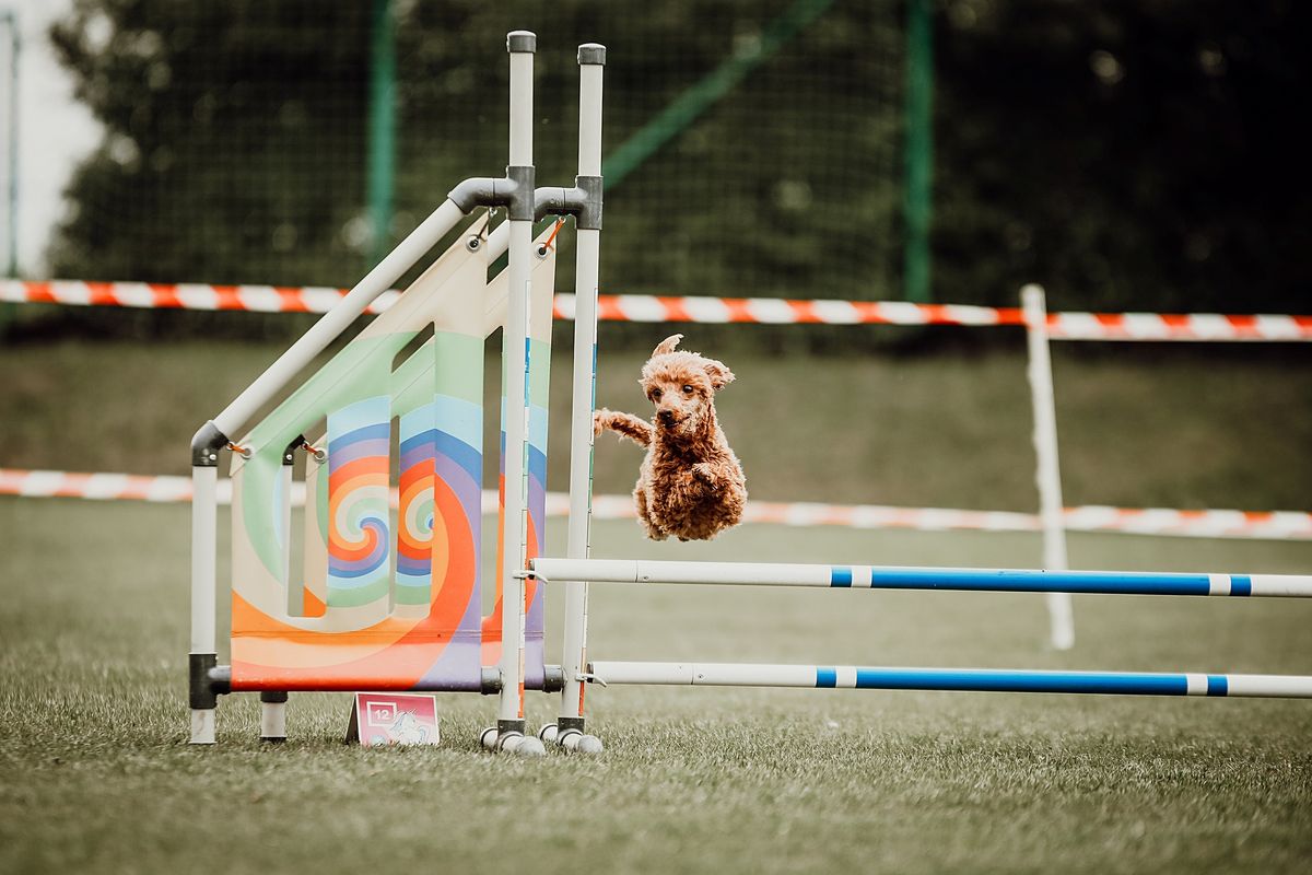 Treningowe zawody agility 16\/11\/2024 CANIVERSUM