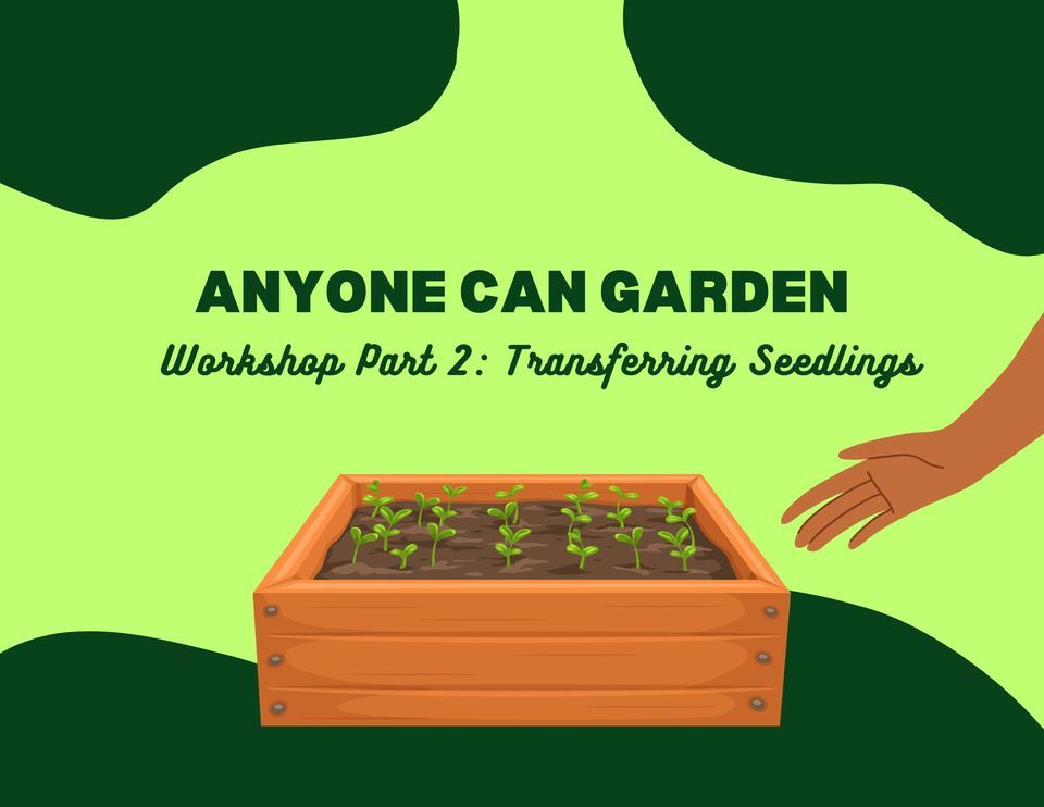 Anyone Can Garden! Workshop Part 2: Transferring Seedlings