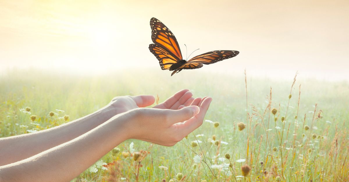 Family Hospice Butterfly Release