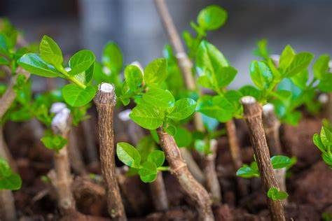 Propagation Presentation