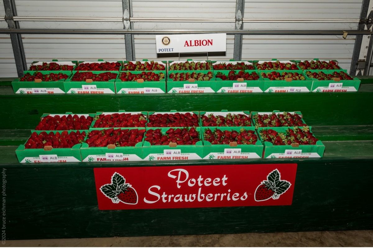 Poteet Strawberry Festival 2025 - Day 3