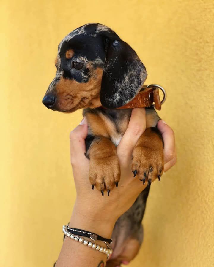 Dachshund Palooza Myrtle Beach