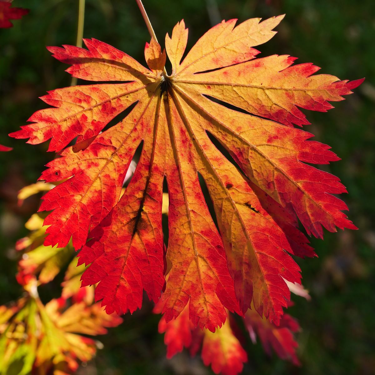 Autumn Weekends At Spetchley 