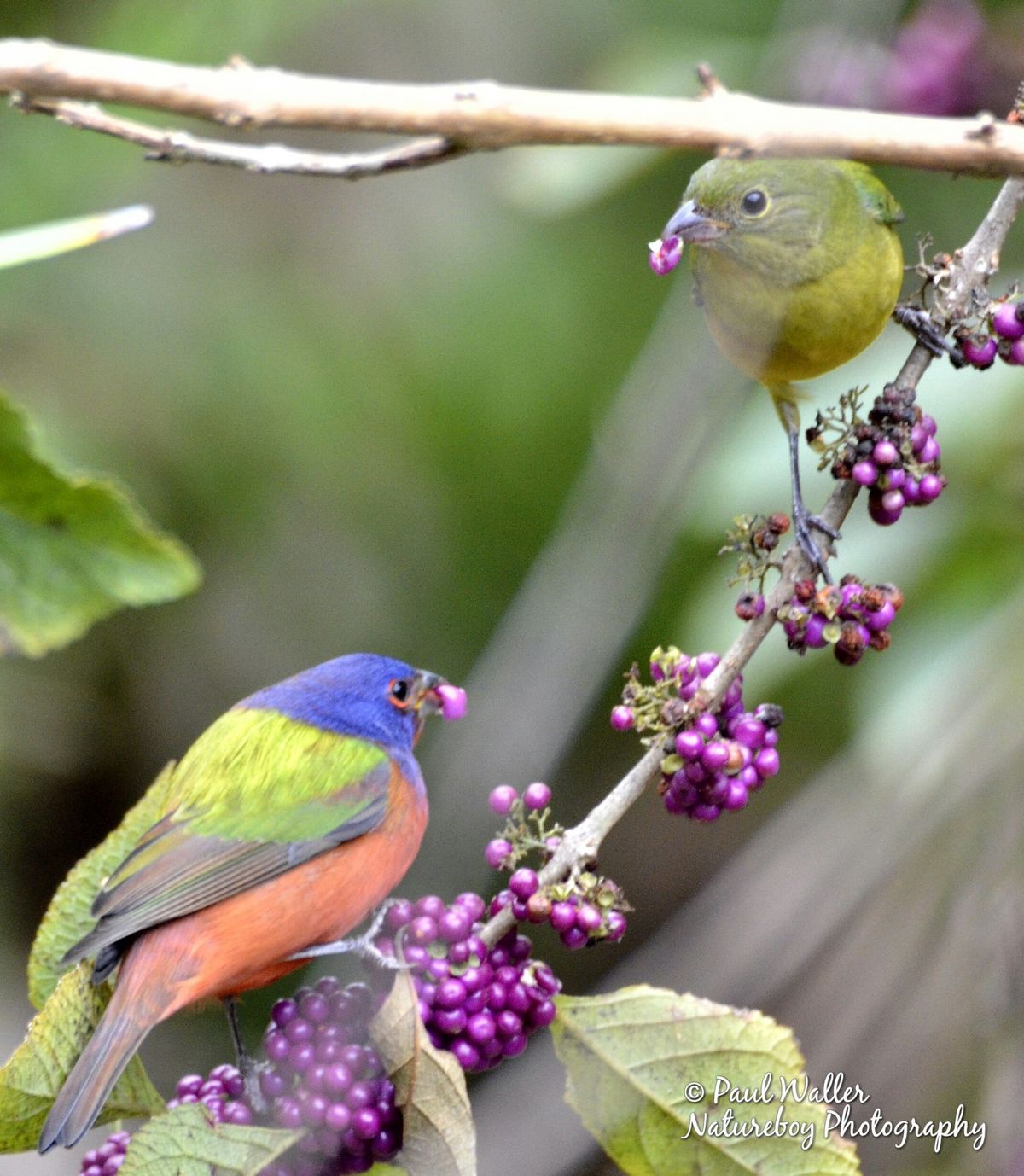 Intro to Birding Walk