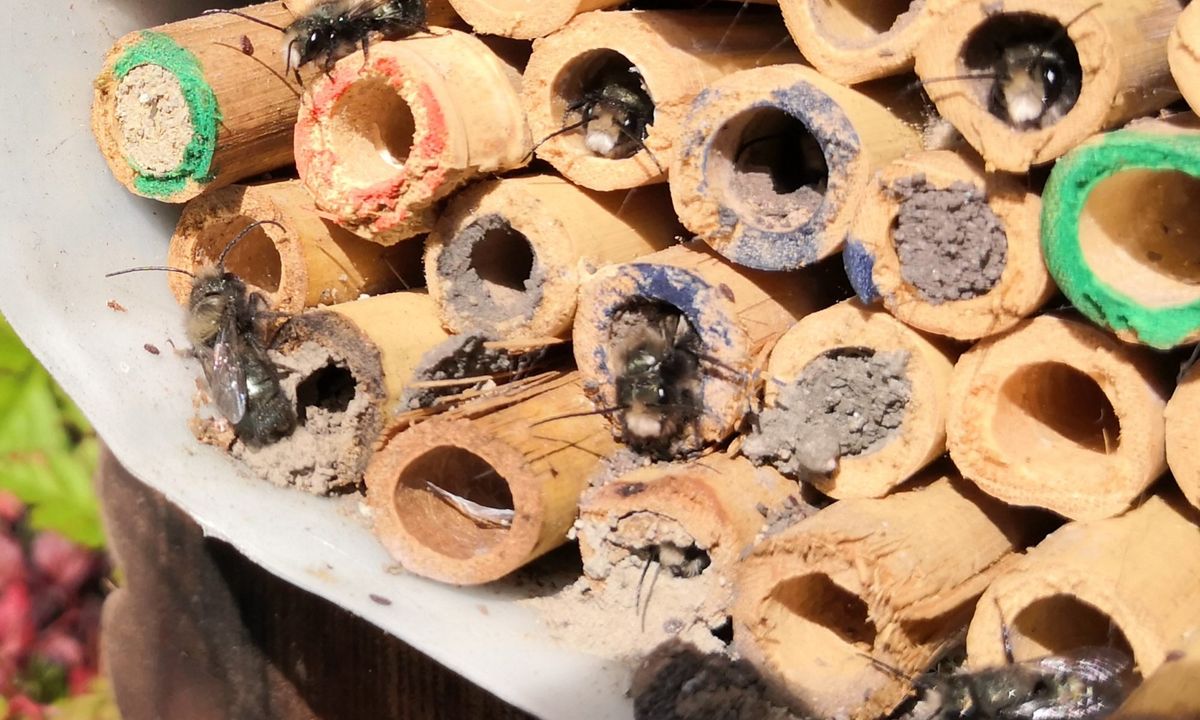 Native Bees, what's the Buzz about?