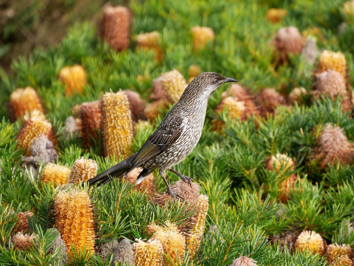 Birds in the Australian Garden