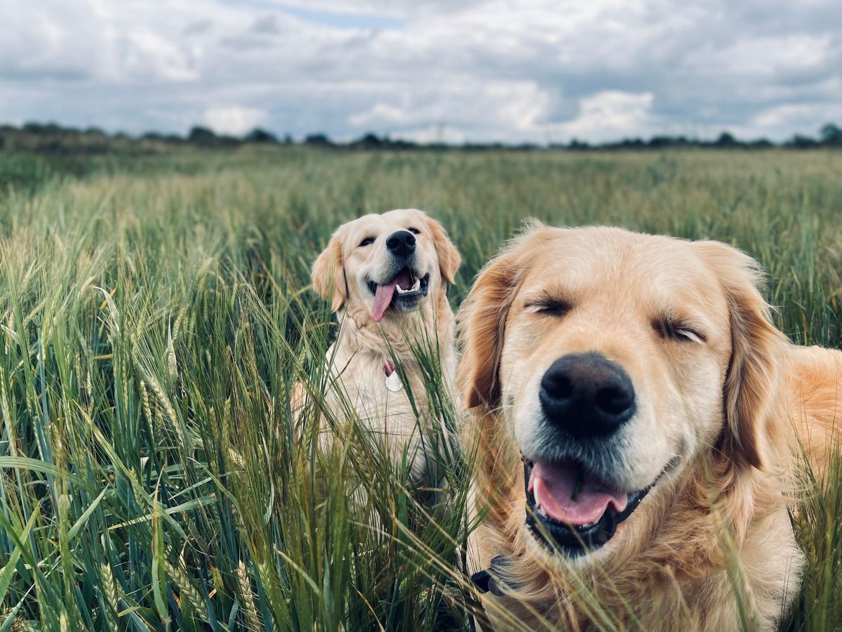 Golden Retriever Annual Easter Meet Up 