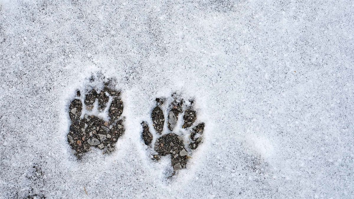 Tree Time: Animal Tracks I