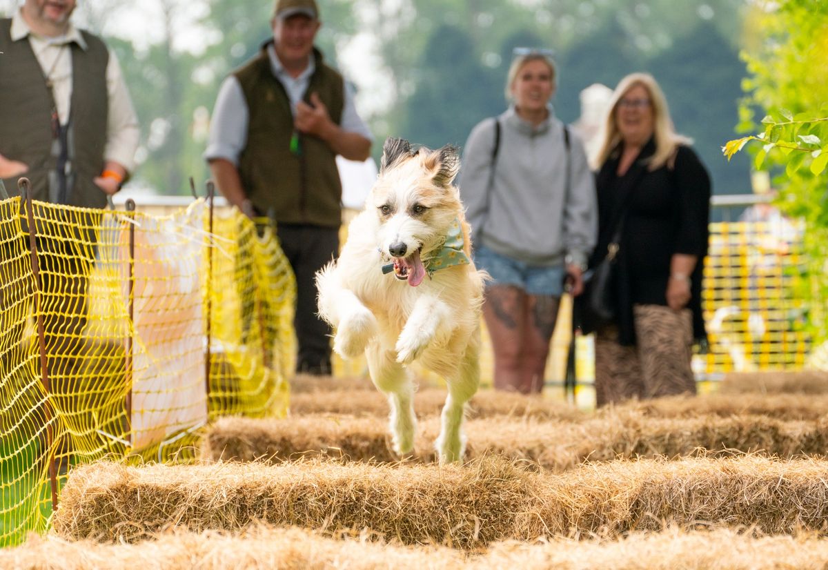 Paws in the Park Sussex Show