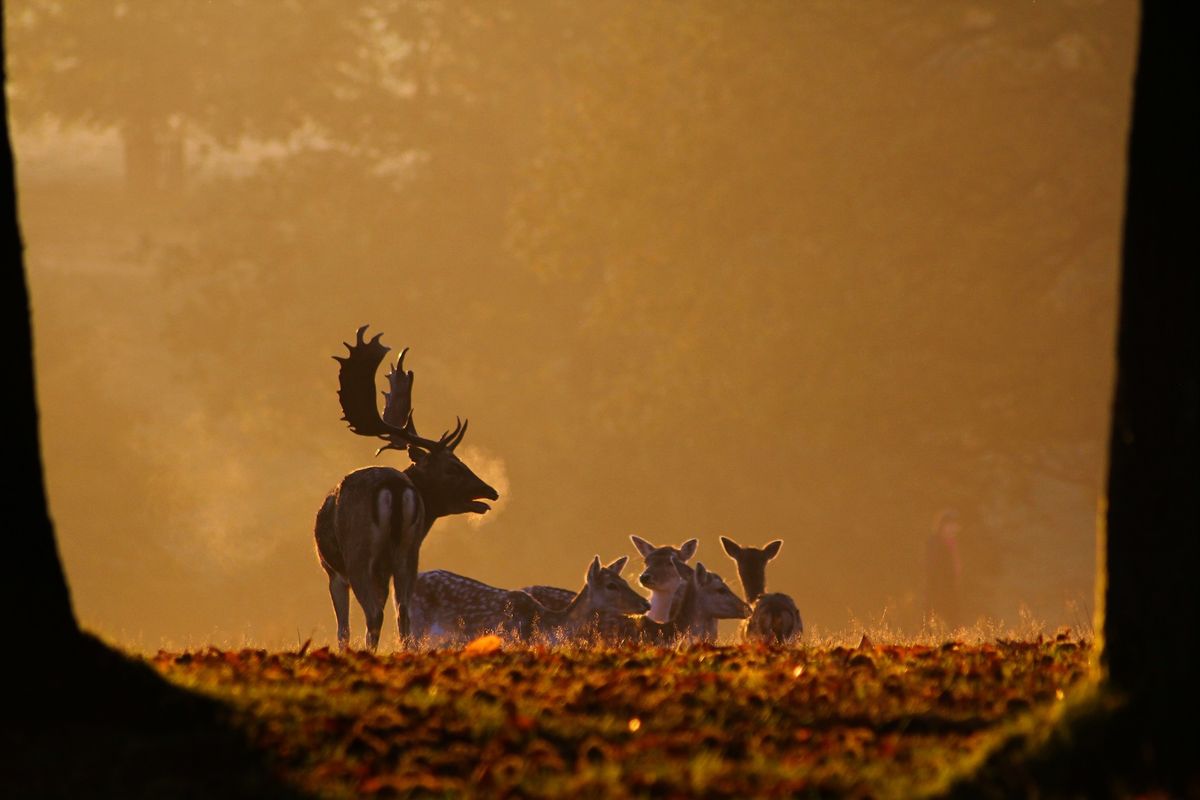 Deer keeping: Autumn rut