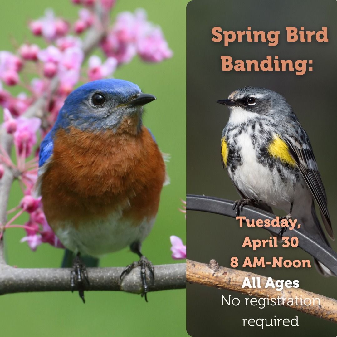 Spring Bird Banding