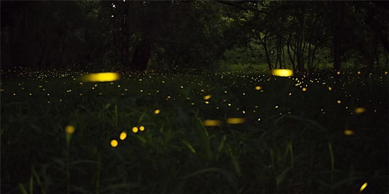 Firefly Hike at Clark Nature Preserve