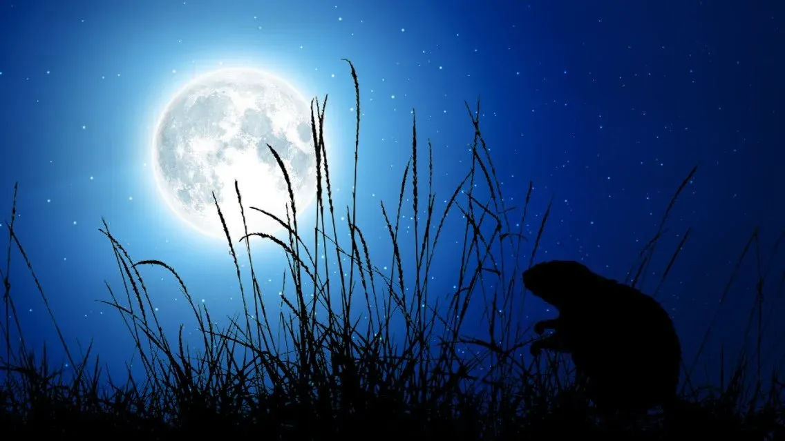 Beaver Moon Hike \u26aa\ud83e\uddab\ud83e\udd7e