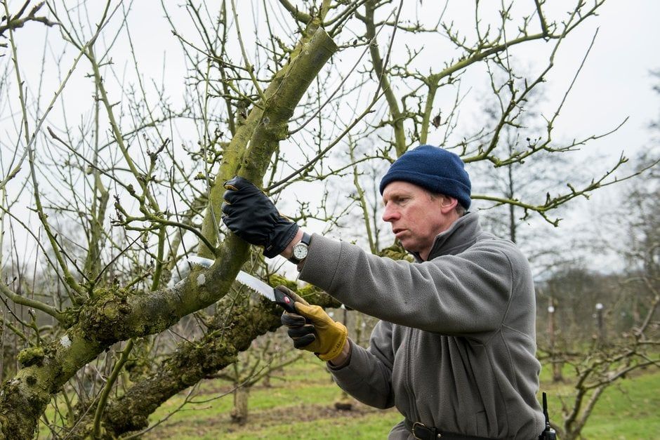 Apple Pruning Workshop - SOLD OUT