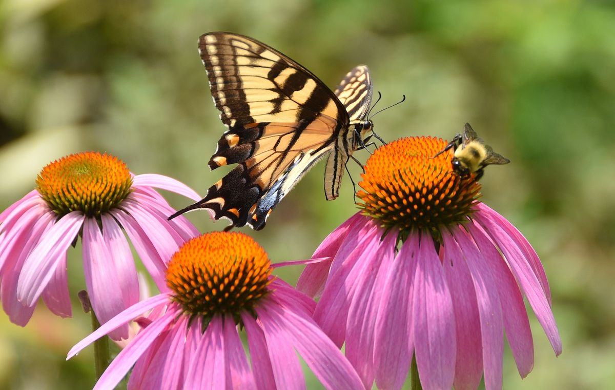 Gardening Class | Supporting Native Pollinators