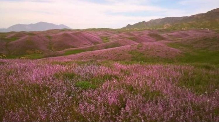 Purple Horizons | Spring in Tajikistan