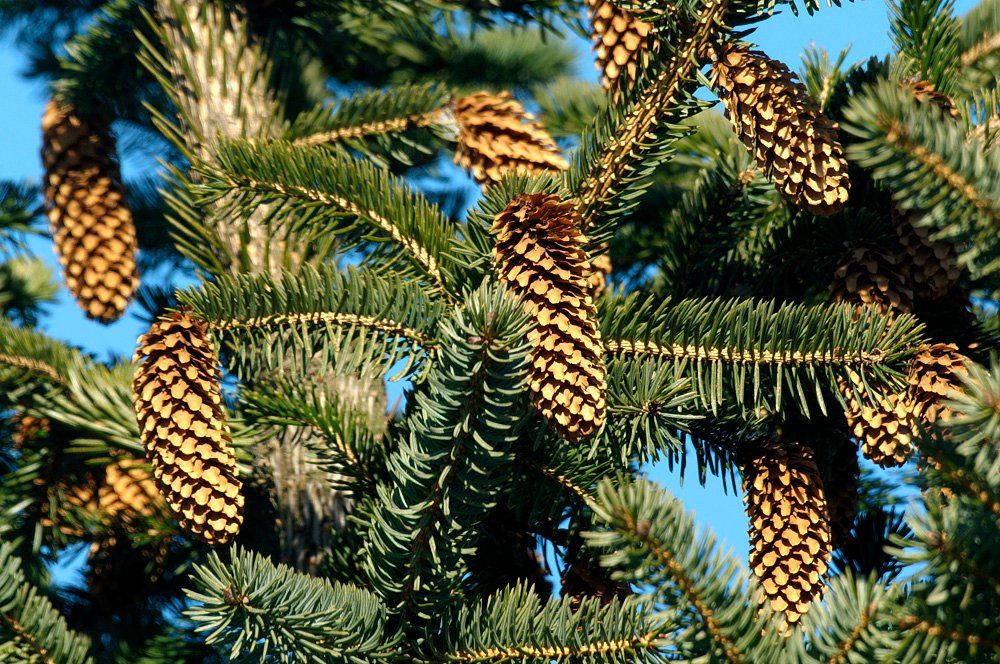 Pick your own Christmas tree and help restore Haughey\u2019s Bog 