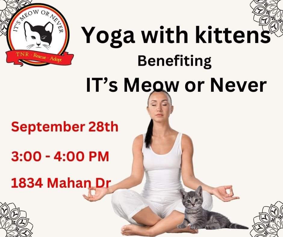 Yoga With Adoptable Kittens