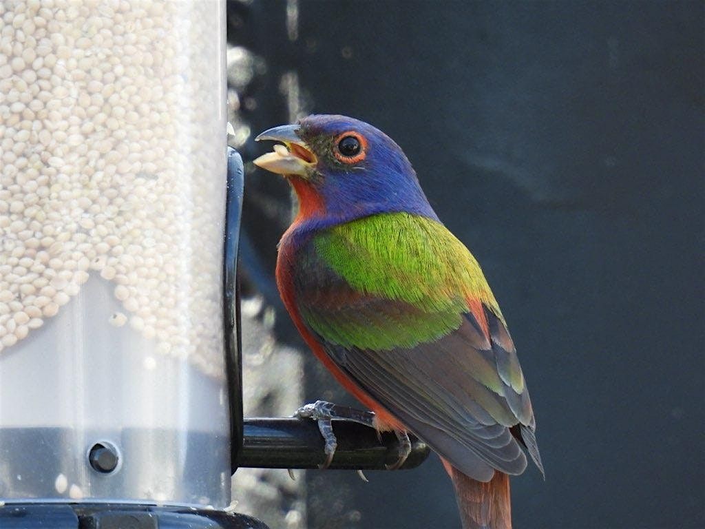 2-9-2026    Birds in your Backyard