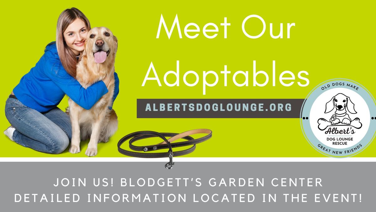 Meet Albert Dog Lounge's Adoptables at Blodgett's Garden Center