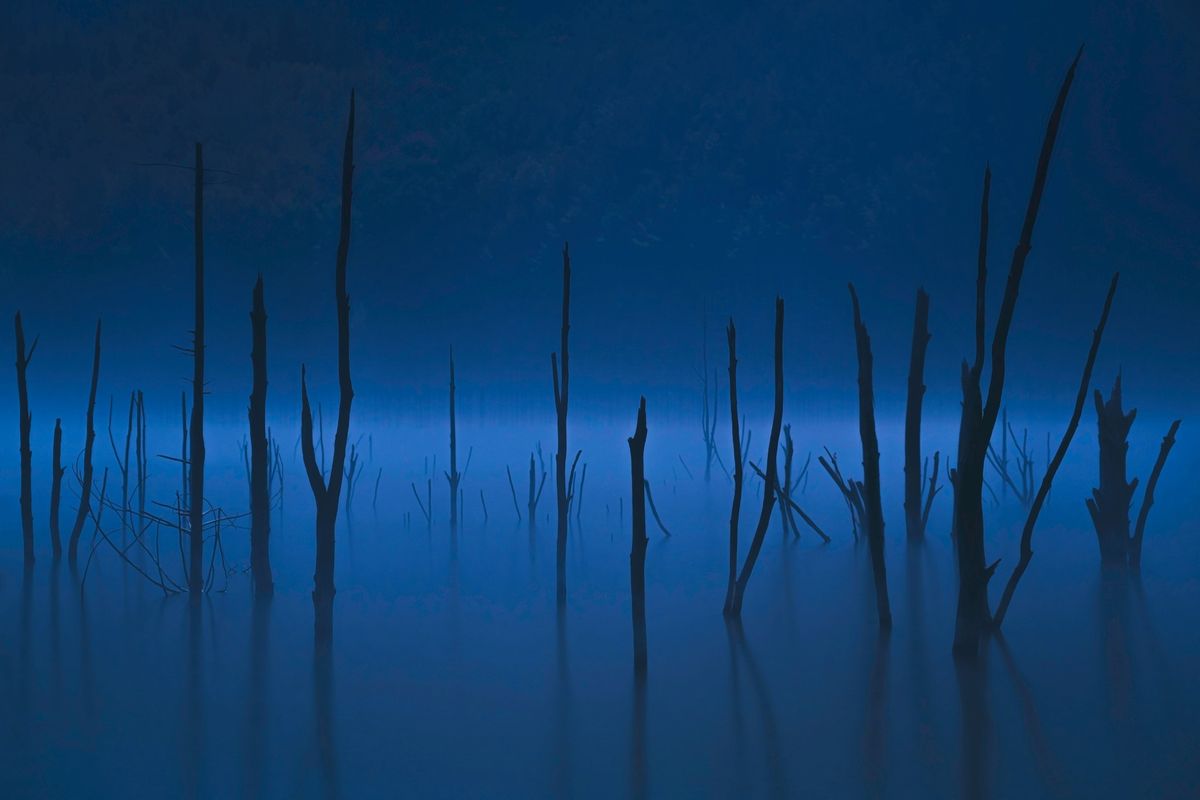 Deadwood Grove Haunted Forest