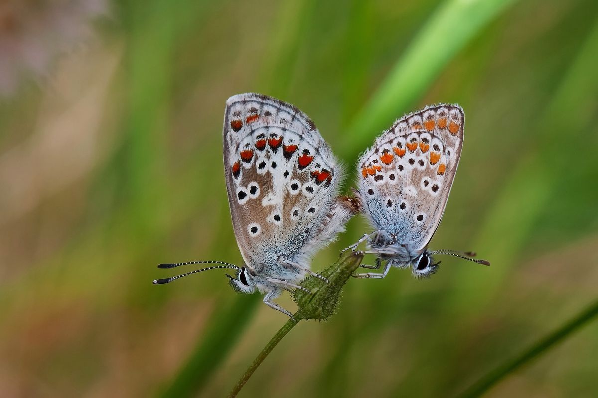 \u00c0 la rencontre des papillons de nuit