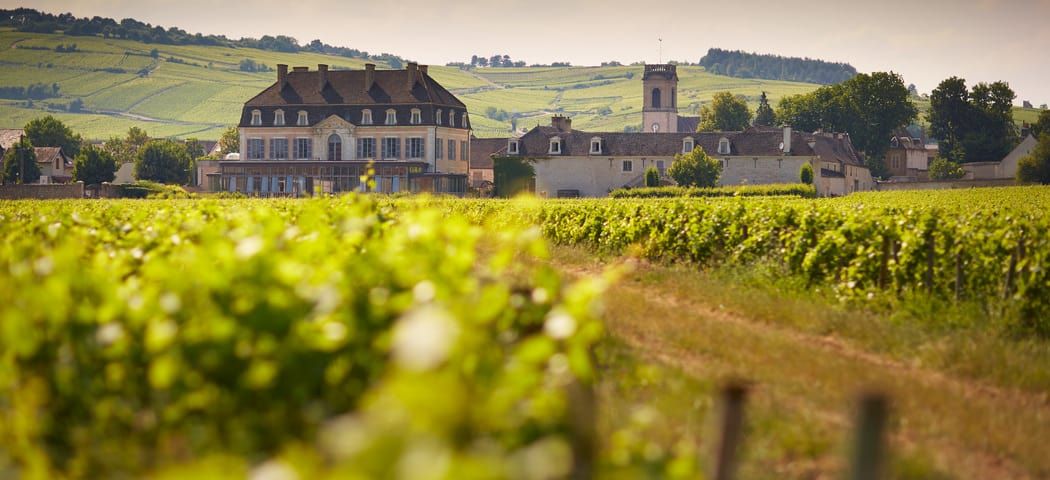 Burgundy Wine Tasting