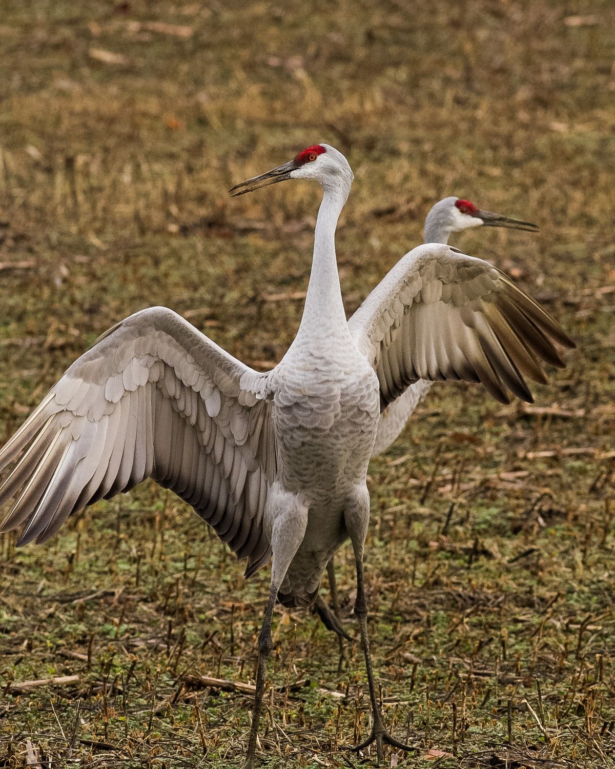 Nature Watch Weekend - Sandhill Cranes