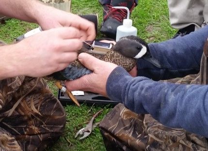 California\u2019s Wintering and Breeding Waterfowl-Cliff Feldheim