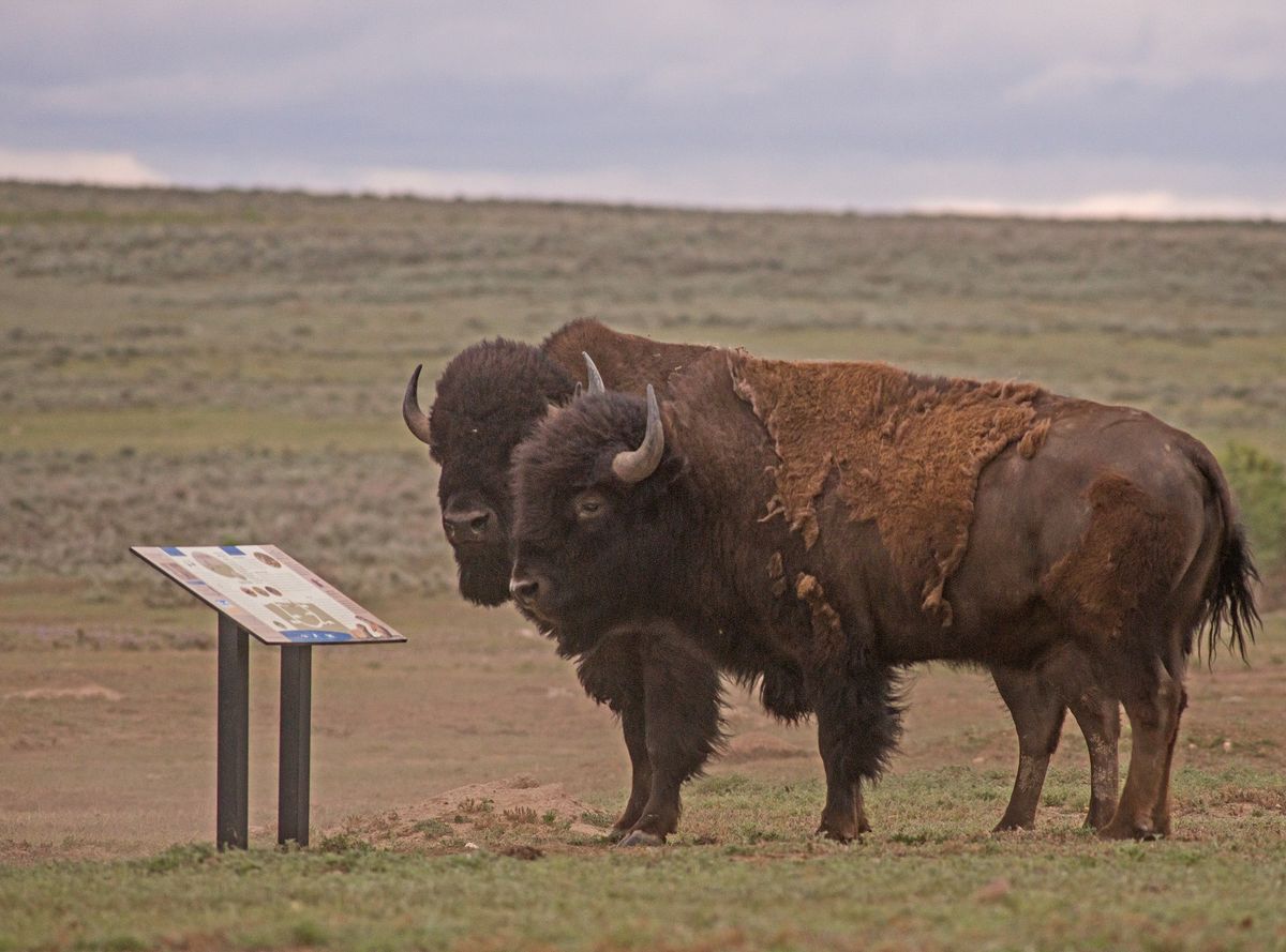 All About the American Prairie