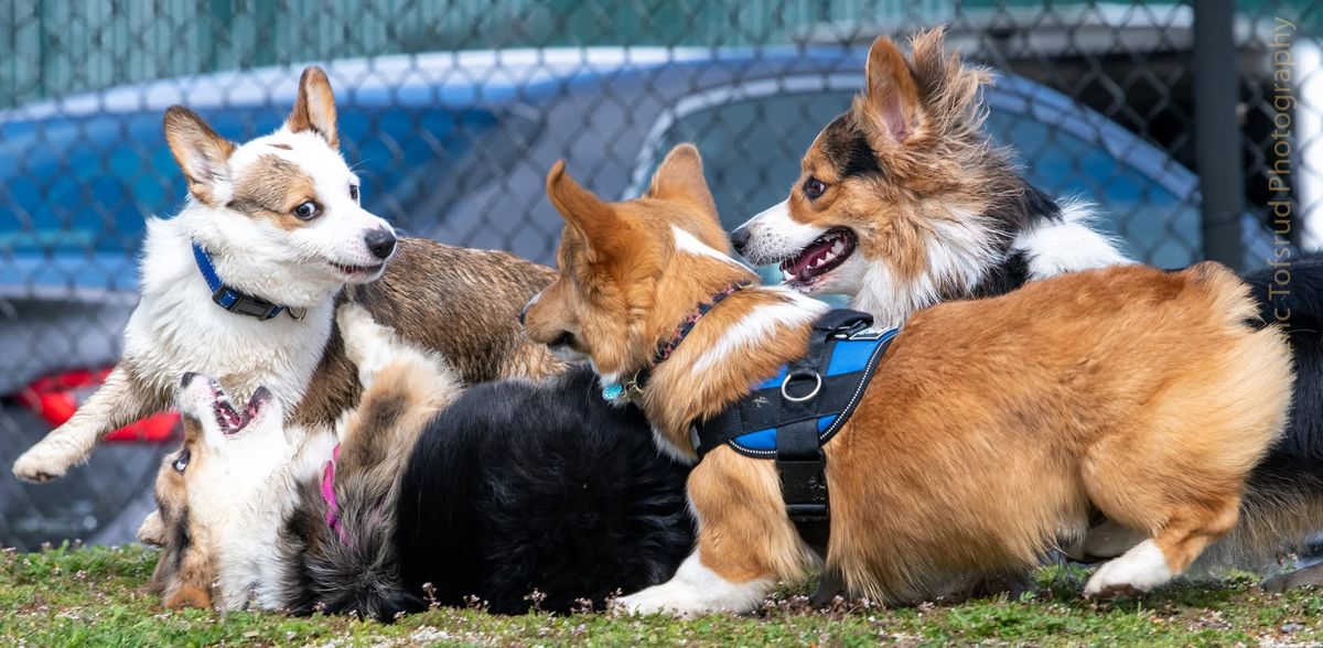 Sutter's Landing dog park - Big Meet