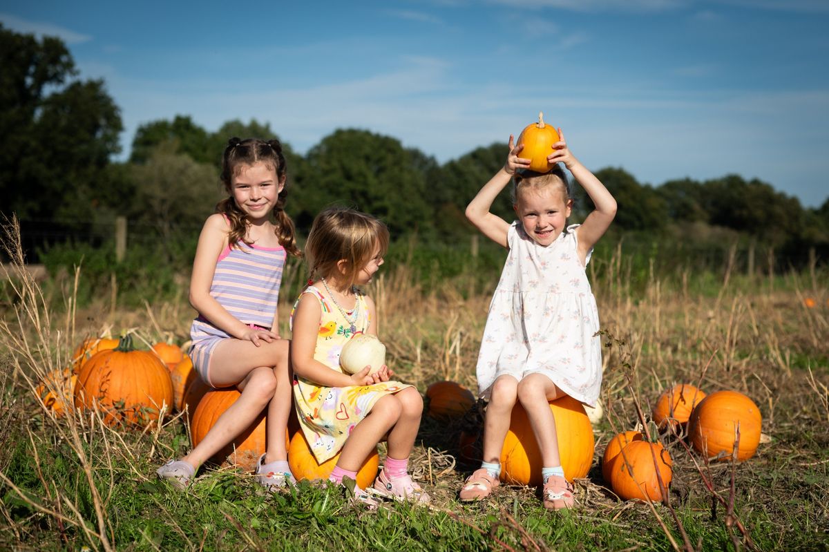 Cattle Country Pumpkin Patch