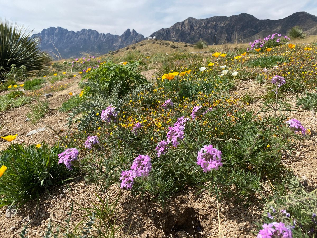 Nature Journaling at Aguirre Spring