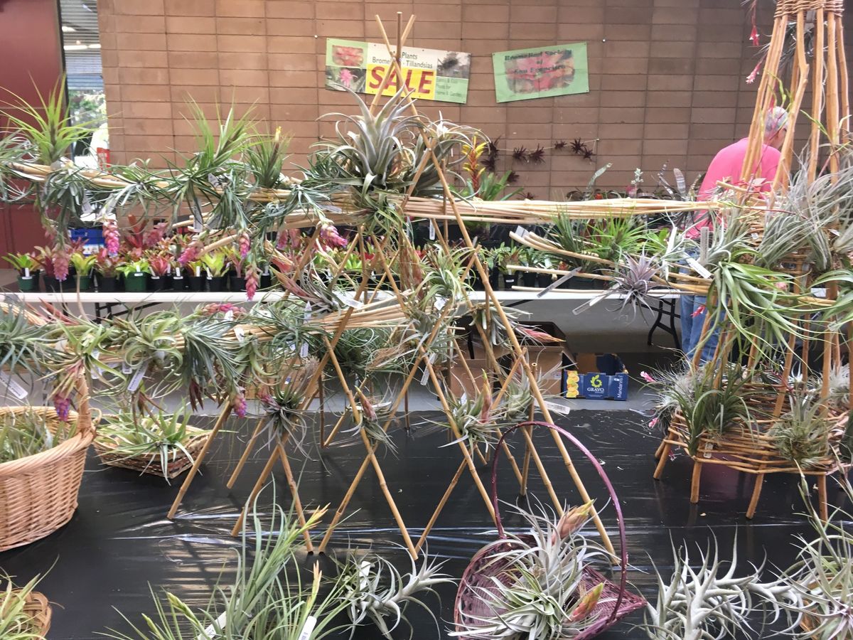 June Sale of Bromeliads at SFSCS Annual Show and Sale