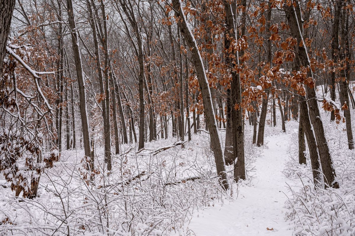 Nature Photography in Winter, the How and the Why