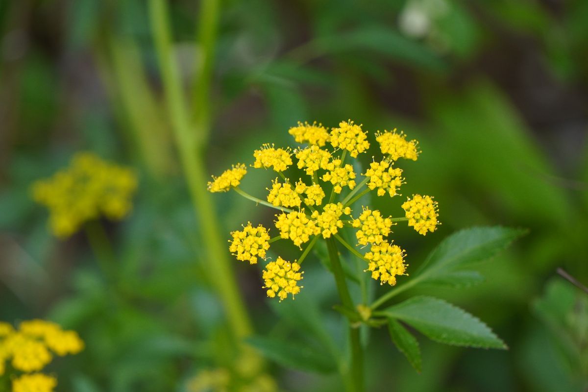 Native Plant & Herb Gardening for Butterflies