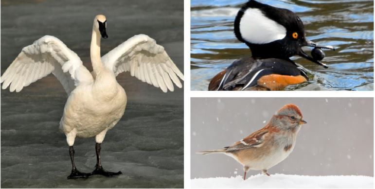 New Year\u2019s Day Bird Walk at Gallup Park