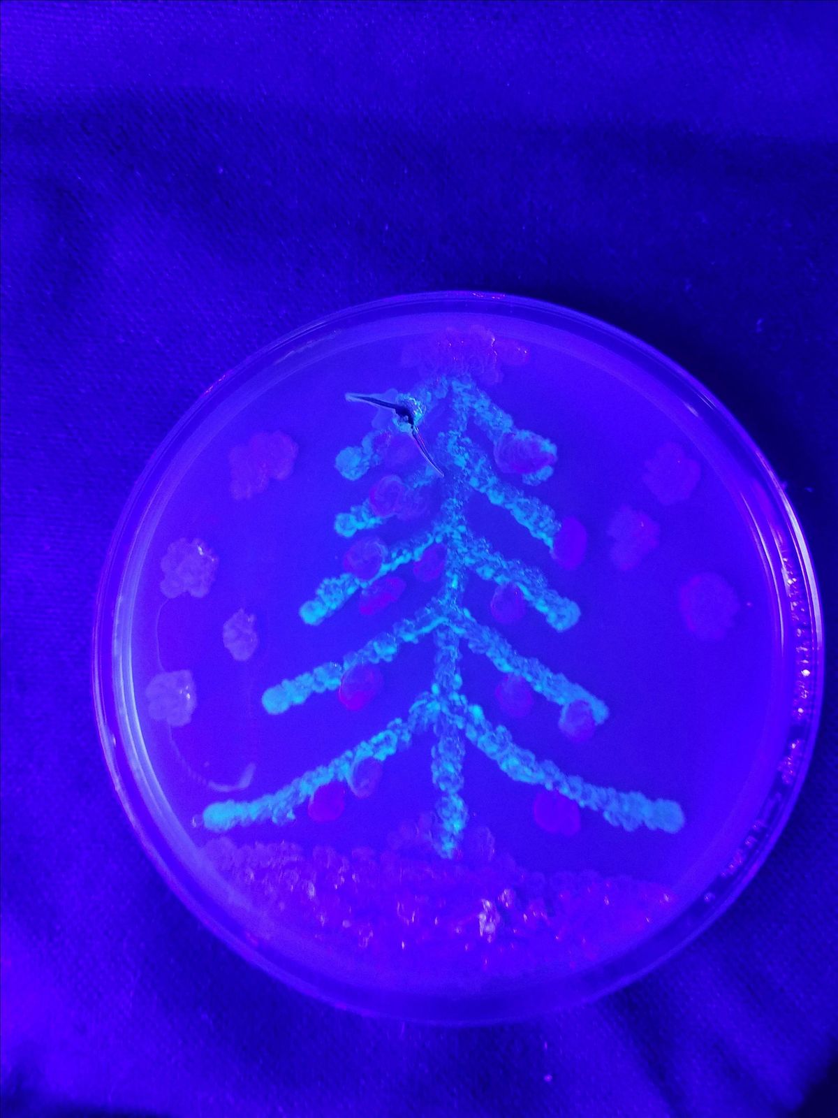 BioTech Fermenter: Chicago's Biotechnology Meetup