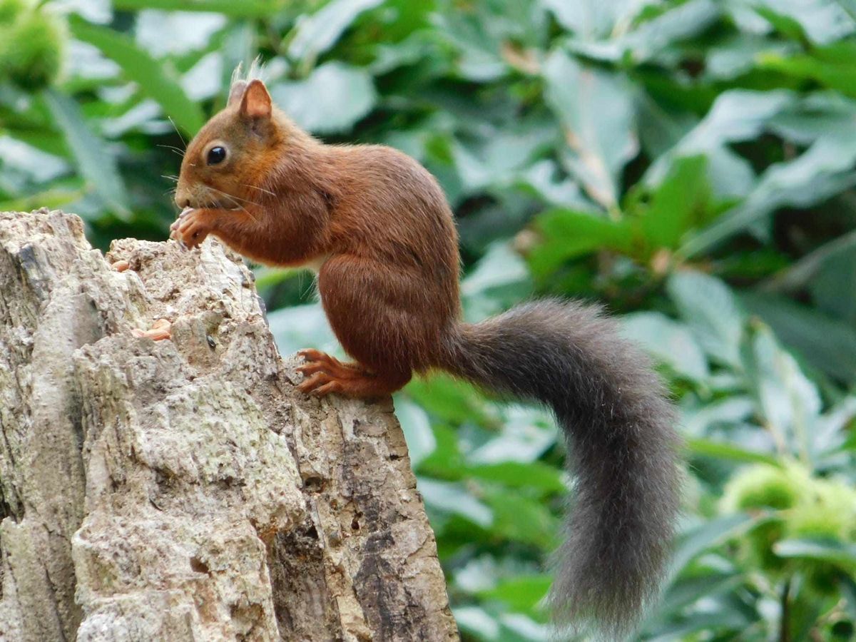 Red squirrel walk and cream tea in the Castle.