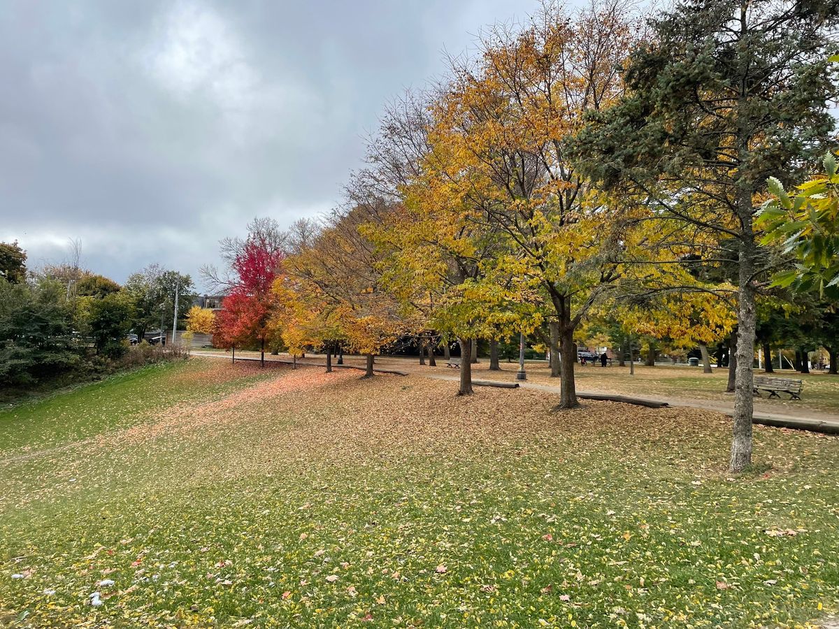 Trinity Bellwoods Dog Friendly Meditation