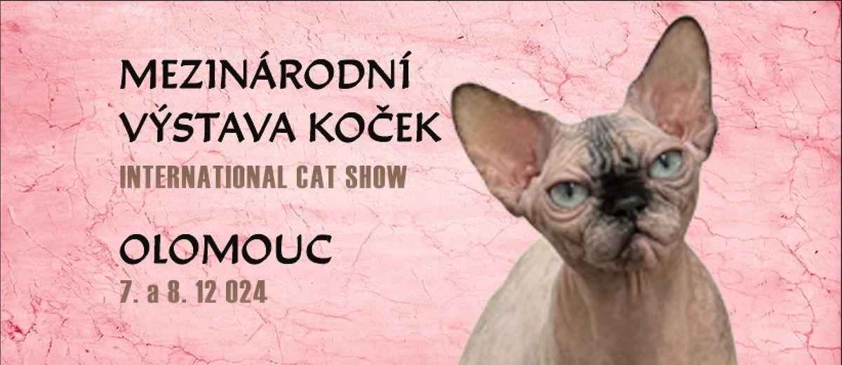 Mezin\u00e1rodn\u00ed v\u00fdstava ko\u010dek \/ Internation Cat Show - 3 certificates