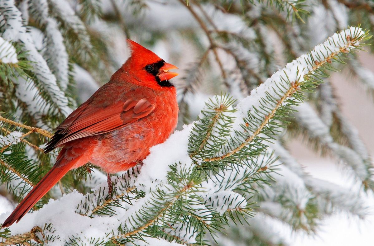 Nature In Your Neighborhood: Winter Wonders