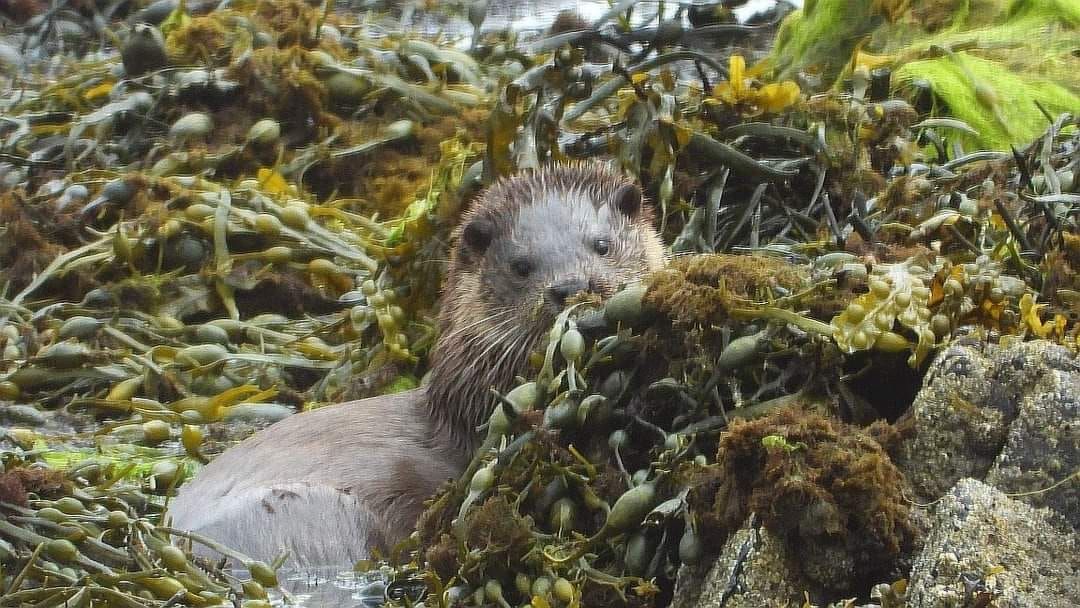 Otter Talk with Roger Cottis