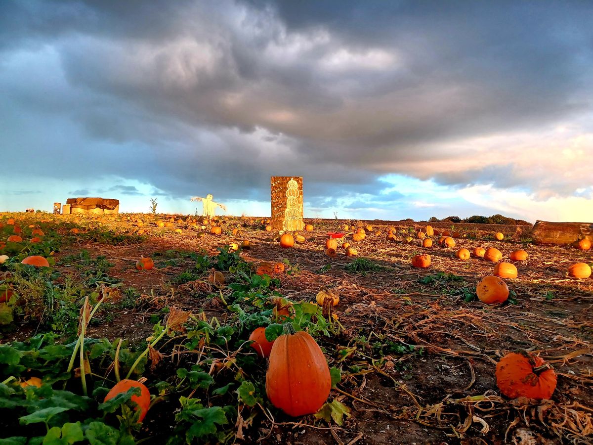 PYO Pumpkins, Nr. Bulford