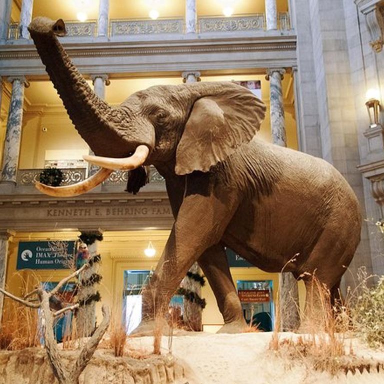 Smithsonian Natural History & National Art Gallery Private Tour