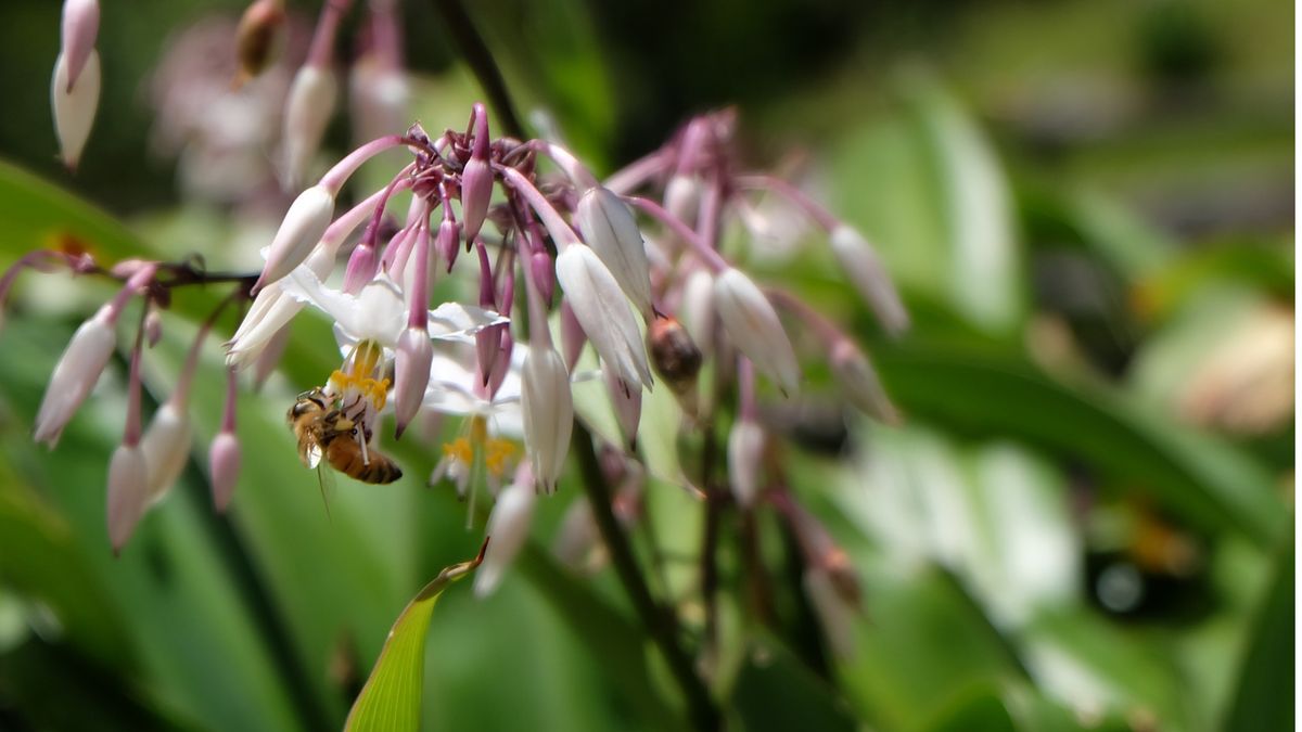 Bee awareness month walk - The secret life of honey bees