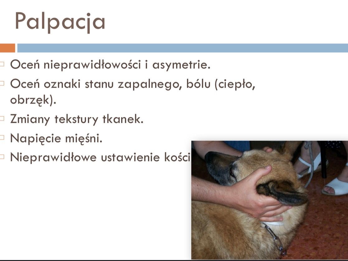 Osteopathy for Dogs: A First-Ever Workshop in Poland with Paolo Tozzi