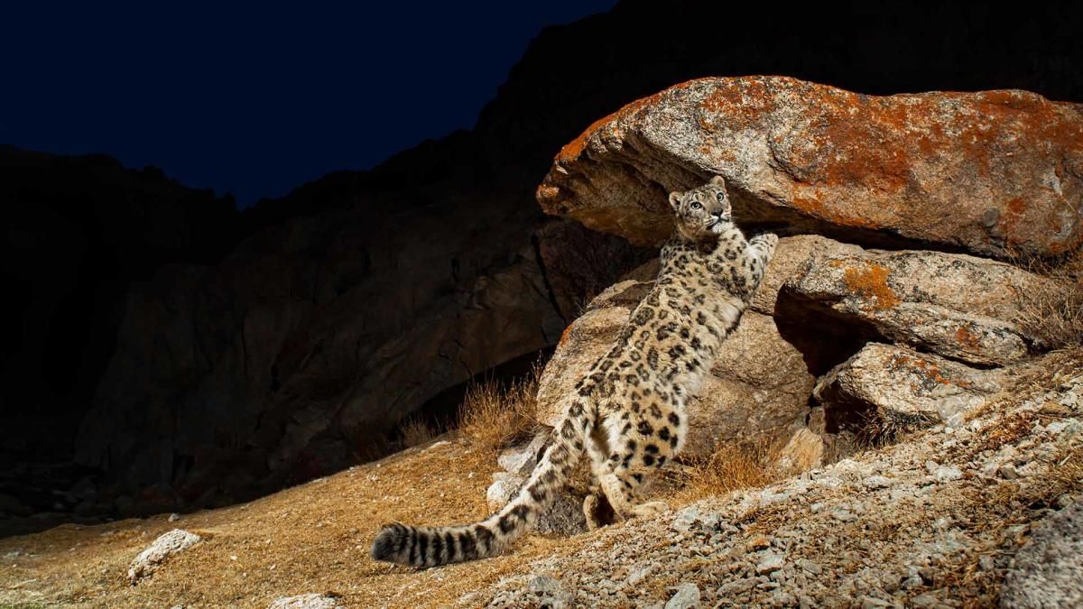 National Geographic Live - Wild Cats Revealed with Sandesh Kadur at Lone Tree Arts Center