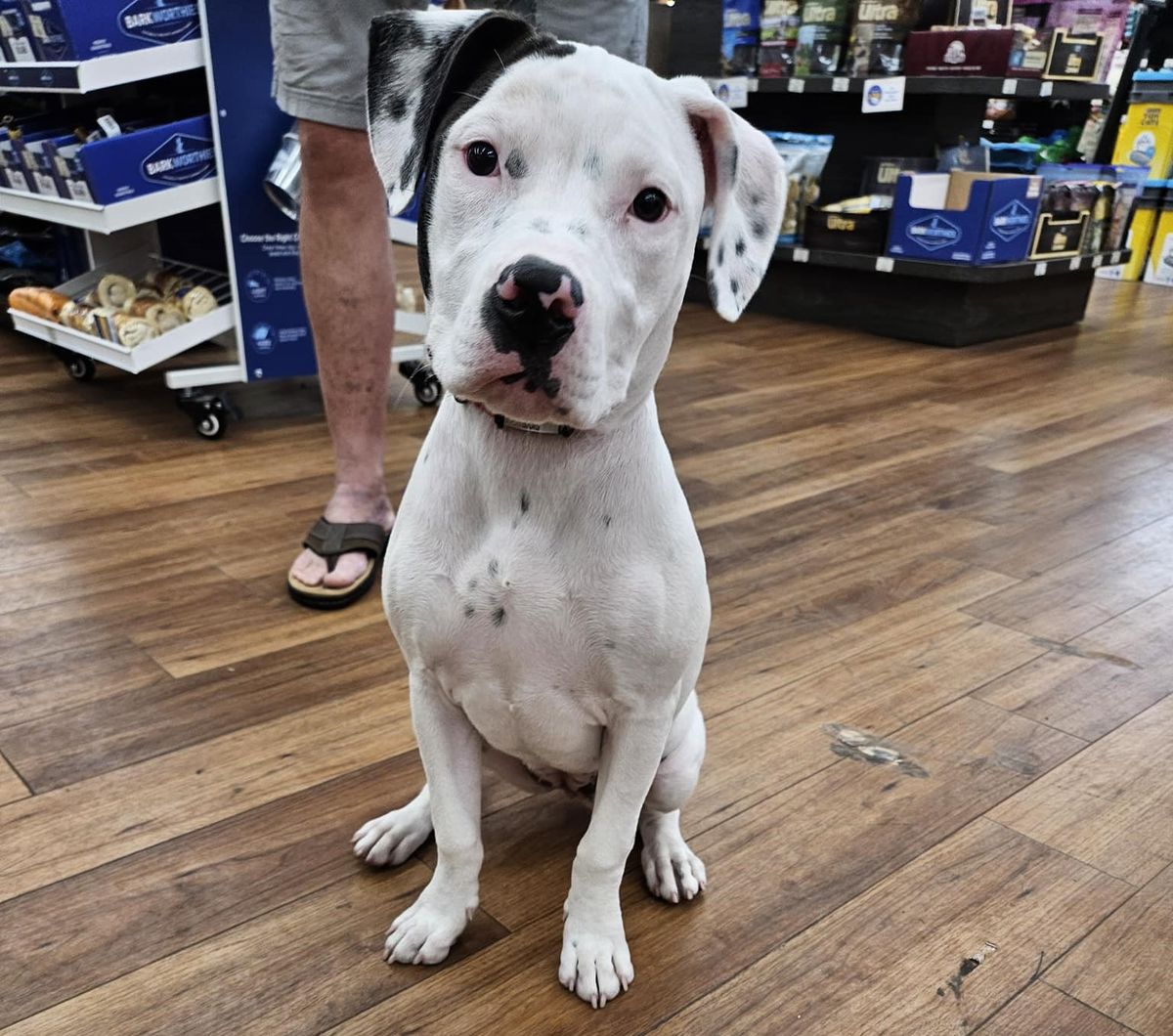 Fernandina Beach Pro Basic Obedience Group Class